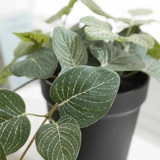 Trailing Fittonia Plant (Artificial)