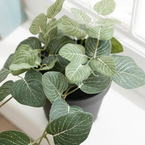 Trailing Fittonia Plant (Artificial)