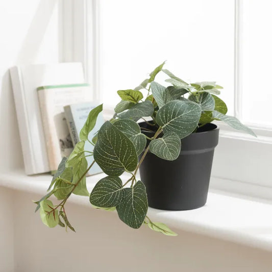 Trailing Fittonia Plant (Artificial)