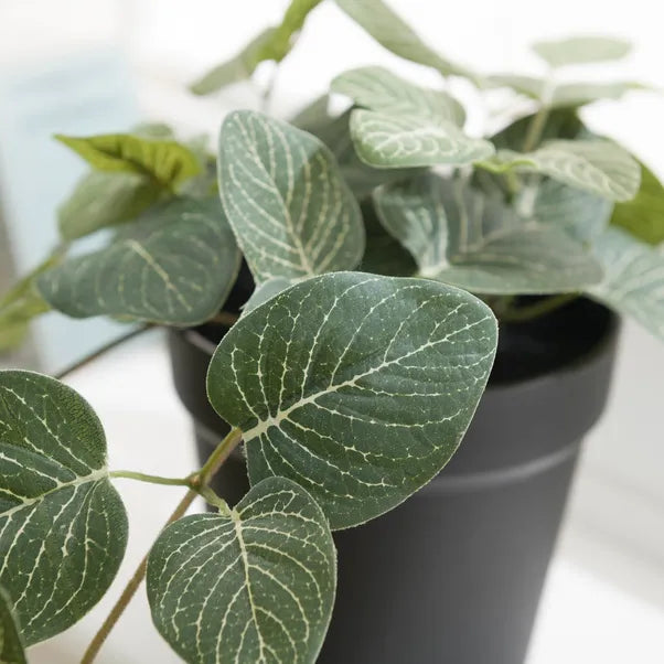 Trailing Fittonia Plant (Artificial)
