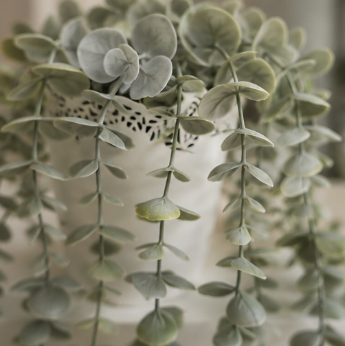Cascading Eucalyptus Planter