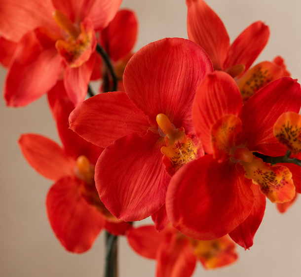 Ember Orchid
