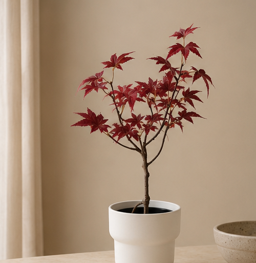 Autumn Maple Bonsai