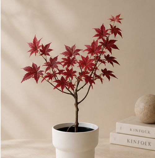 Autumn Maple Bonsai