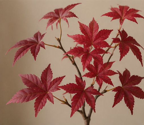 Autumn Maple Bonsai