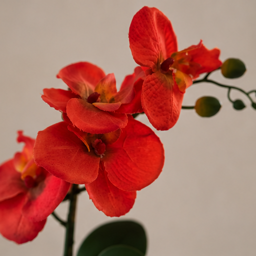 Coral Orchid Arrangement